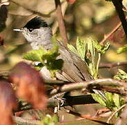 Eurasian Blackcap