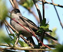 Eurasian Blackcap