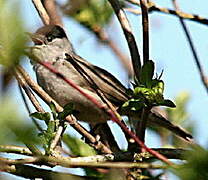 Eurasian Blackcap