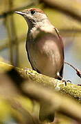 Eurasian Blackcap