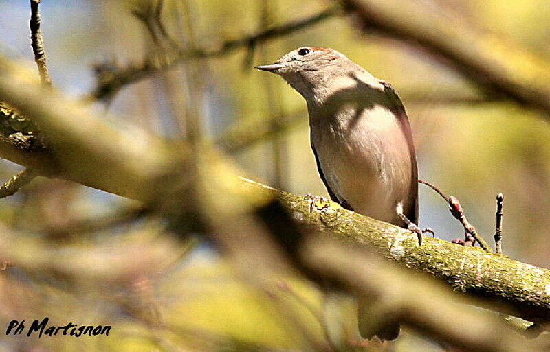 Eurasian Blackcap female