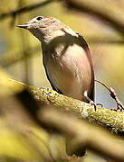 Eurasian Blackcap