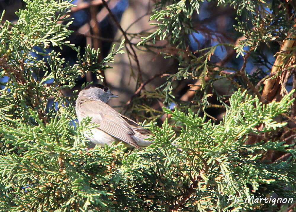 Eurasian Blackcap male, identification