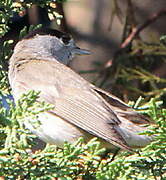 Eurasian Blackcap