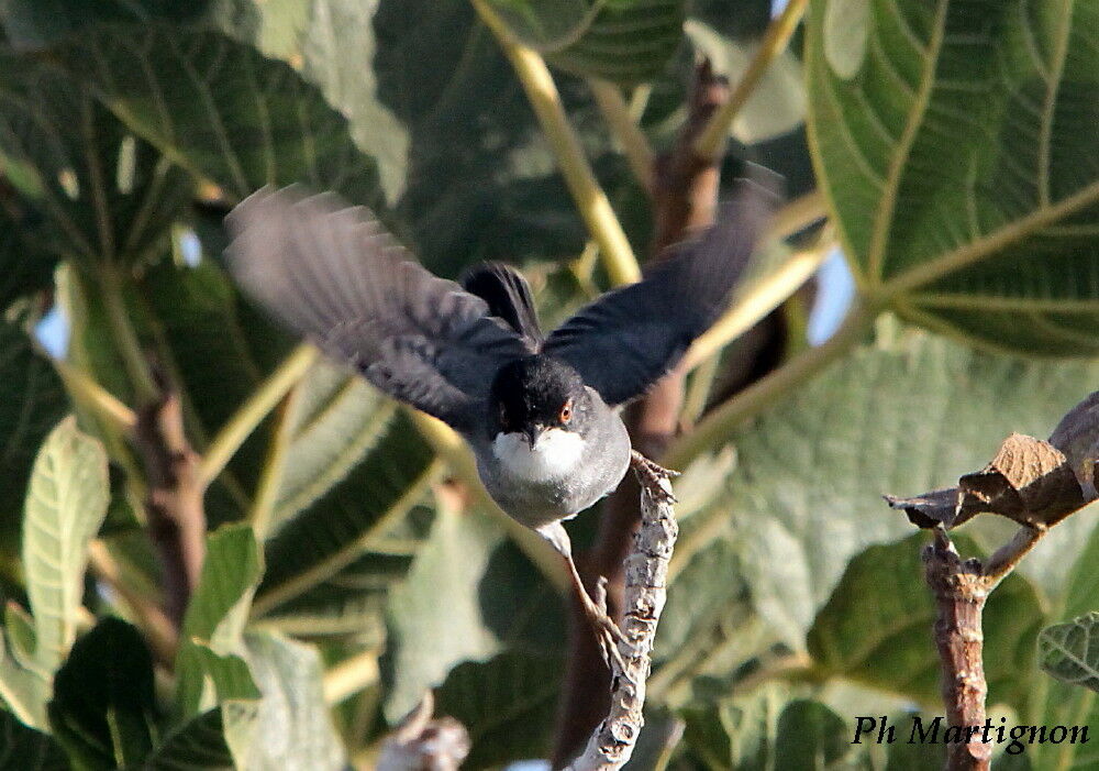 Sardinian Warbler male, Flight