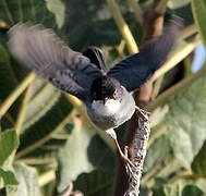 Sardinian Warbler