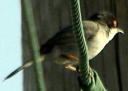 Sardinian Warbler