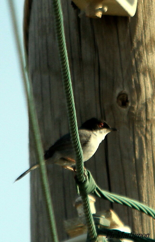 Sardinian Warbler, identification