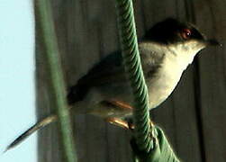 Sardinian Warbler