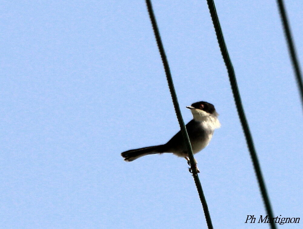 Sardinian Warbler, identification