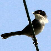 Sardinian Warbler