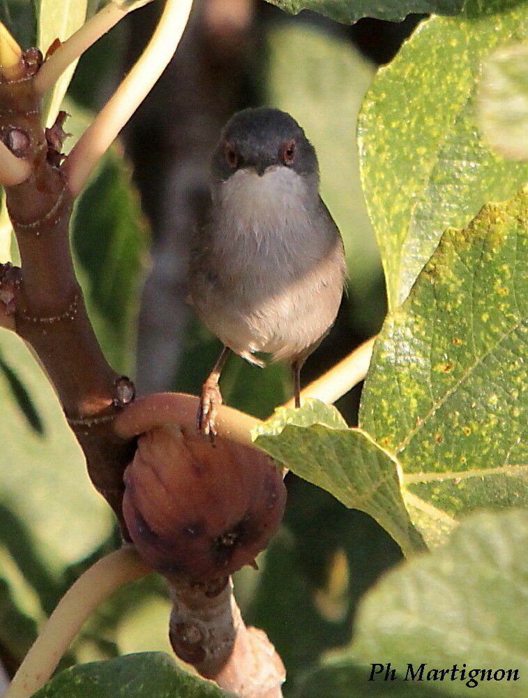 Fauvette mélanocéphale femelle, identification