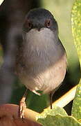 Sardinian Warbler