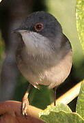 Sardinian Warbler