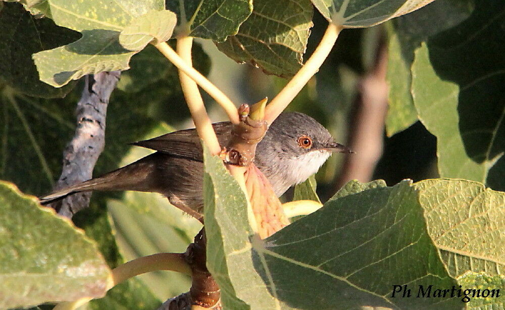 Sardinian Warbler female, identification