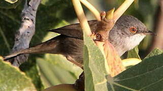 Sardinian Warbler