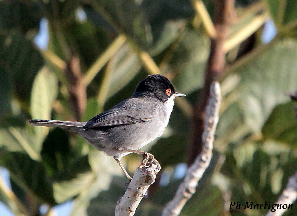 Sardinian Warbler male, identification