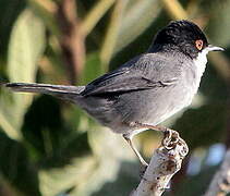 Sardinian Warbler