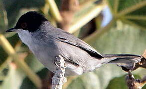 Sardinian Warbler