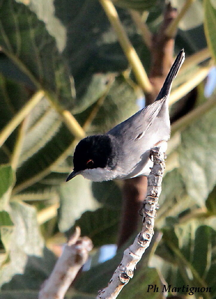 Sardinian Warbler male, identification