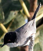 Sardinian Warbler