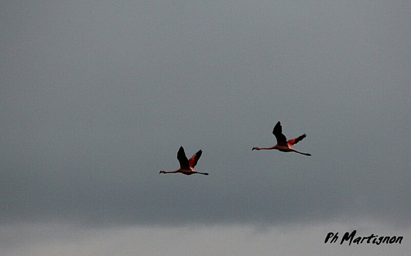 Chilean Flamingo