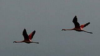 Chilean Flamingo