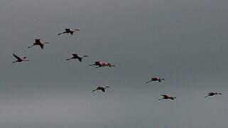 Chilean Flamingo