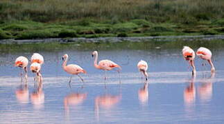 Chilean Flamingo