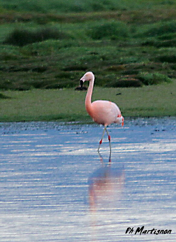 Flamant du Chili