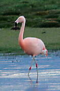 Chilean Flamingo