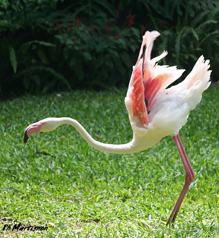 Flamant rose