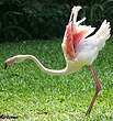 Flamant rose