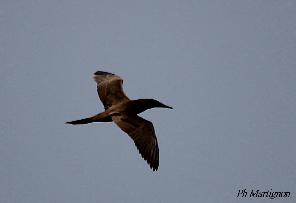 Brown Booby, Flight