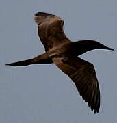 Brown Booby