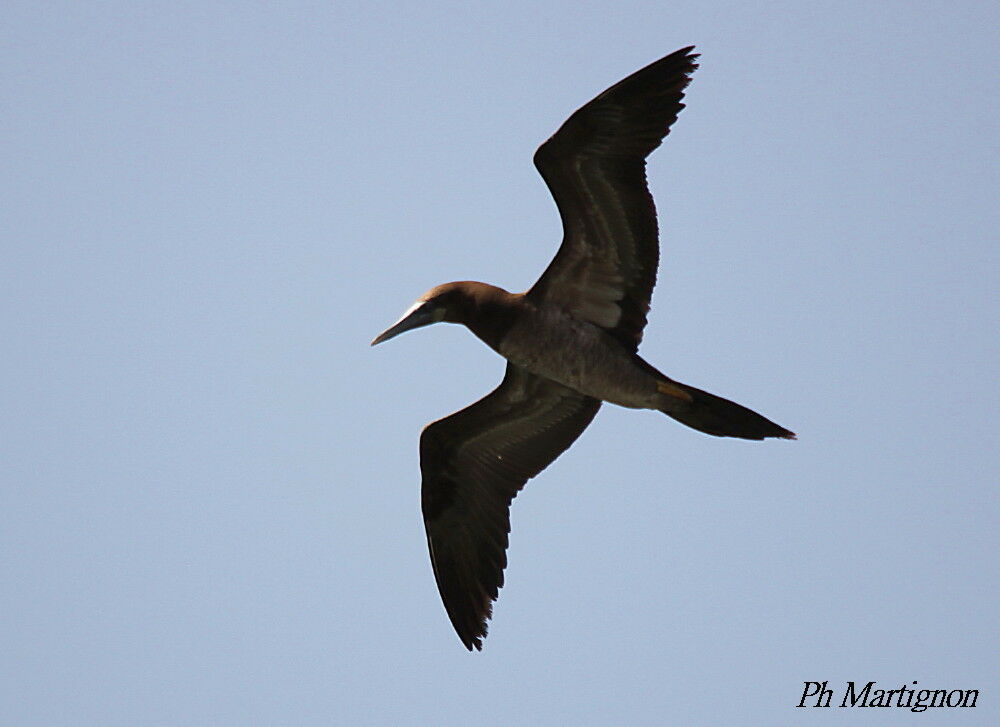 Brown Booby, Flight