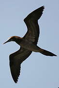 Brown Booby