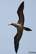 Brown Booby