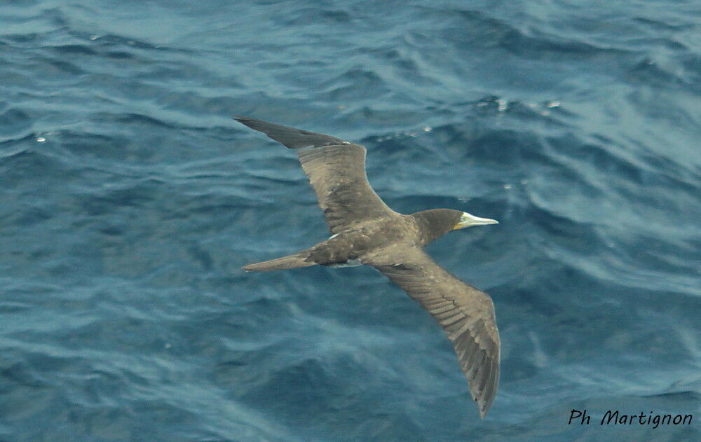 Brown Booby, identification