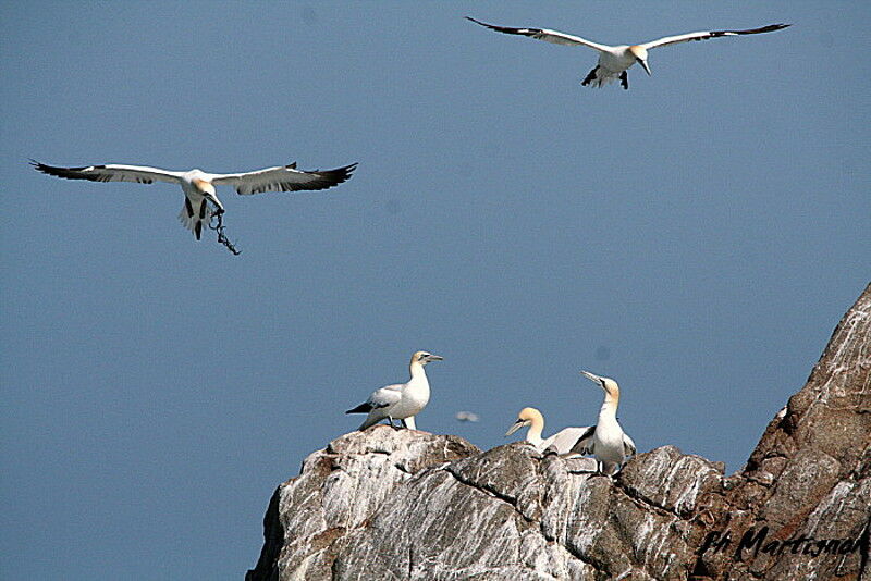 Northern Gannet, identification, Behaviour