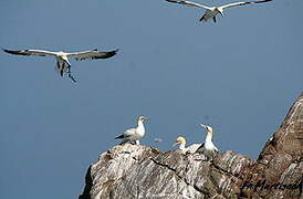 Northern Gannet