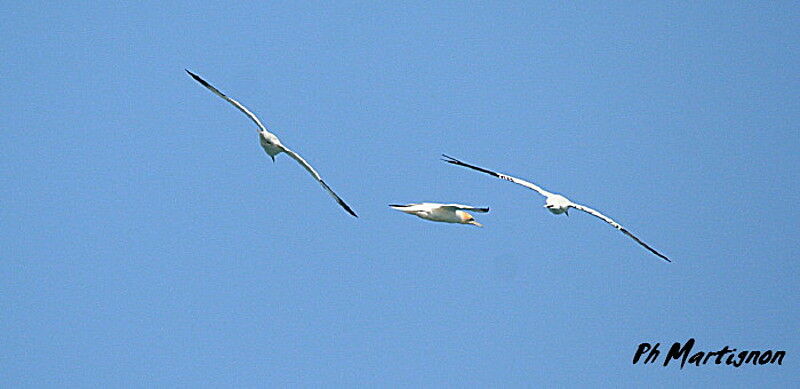 Northern Gannet, Flight