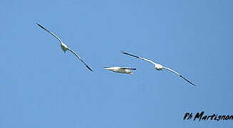 Northern Gannet