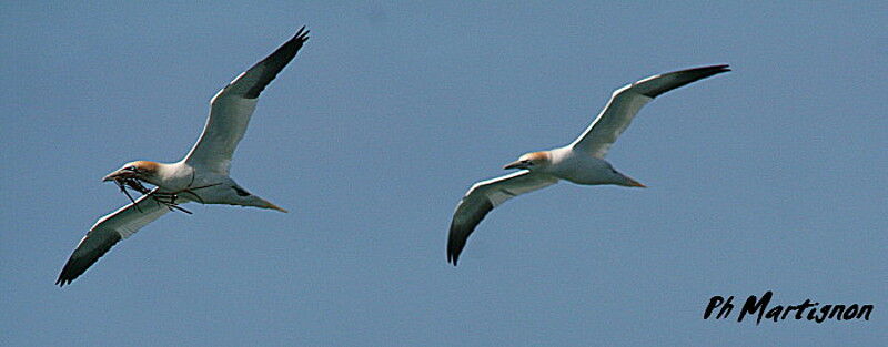 Northern Gannet, Flight