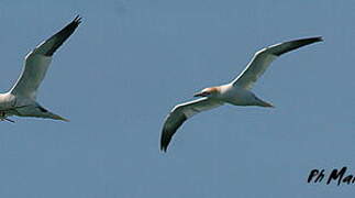 Northern Gannet