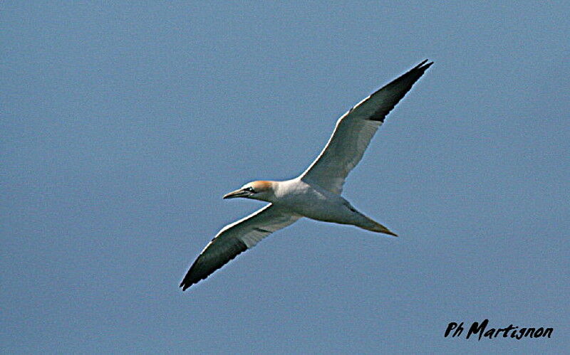 Northern Gannet, Flight