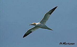 Northern Gannet