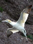 Northern Gannet