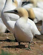 Northern Gannet