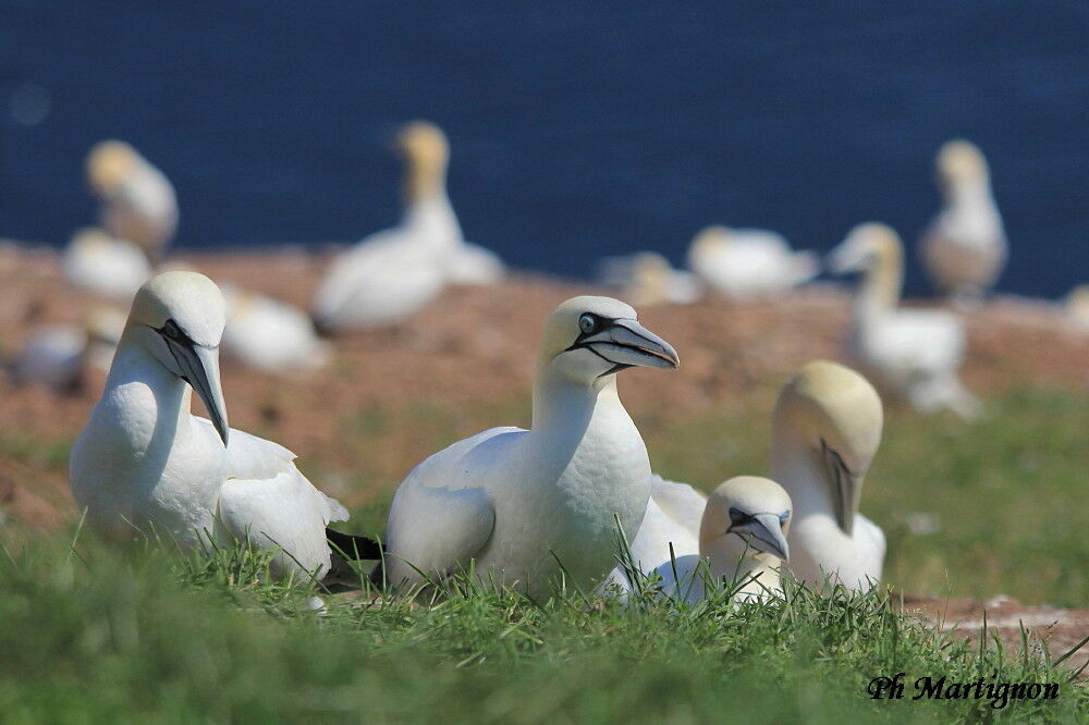 Northern Gannet